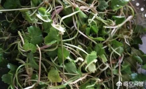 头条问答 雷公根是怎么样的植物 有什么功效 8个回答