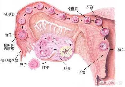 狗狗充满了我的子宫阅读小说:受精卵多久能在子宫着床？