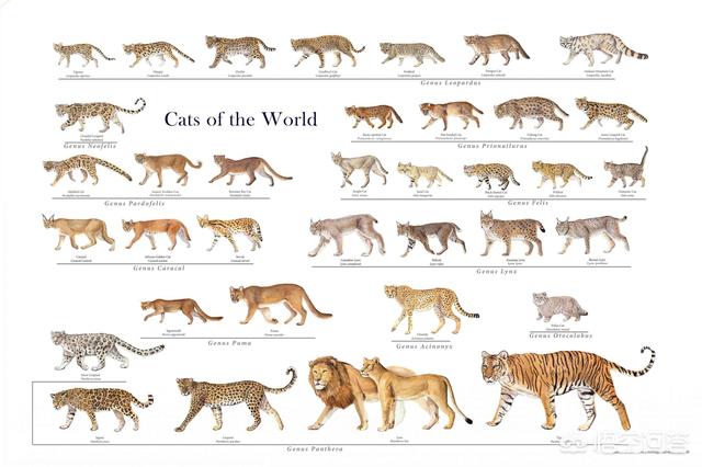 金猫和狞猫:最大的猫属动物能打得过最小的豹属动物吗？