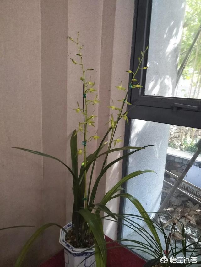 诚信摆渡人:不讲诚信的人越来越多（比如借钱不还），原因是什么？