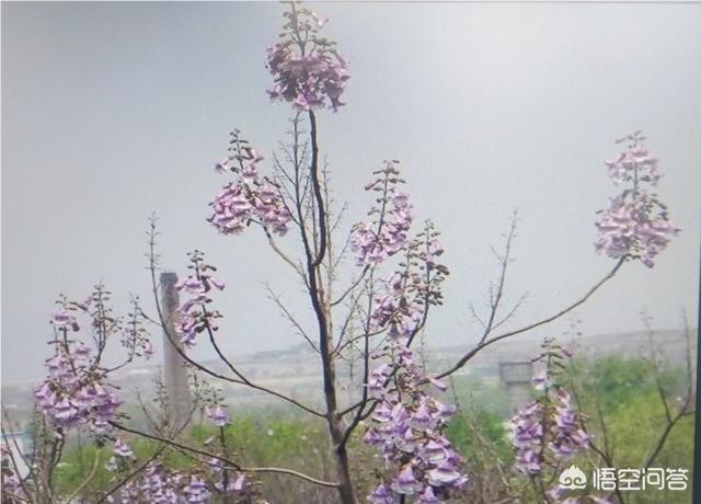 重生梧桐花开:农村的梧桐树开花了，桐花可以吃吗？怎么做好吃？