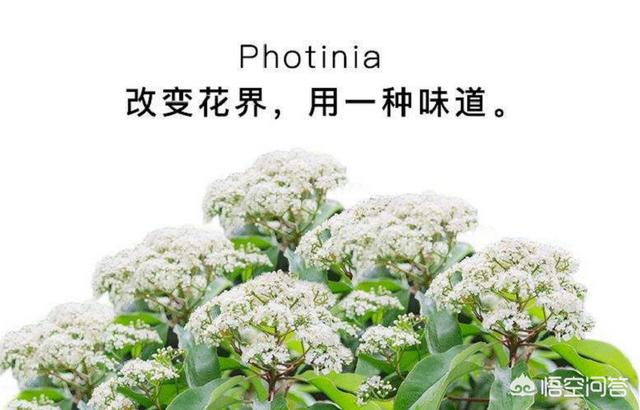 石楠花的味道是什么梗:石楠花 为什么有许多学校要种植石楠花？