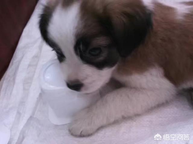 巴仙吉犬智商:怎么看狗狗智商高还是低？