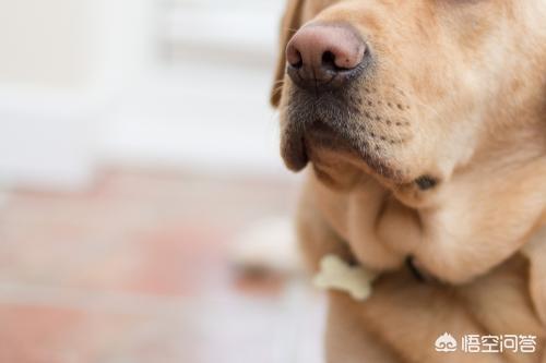 葡萄牙水犬:葡萄牙水犬多少钱一只 狗狗能闻出血液中的癌症，准确率还高达97%？是真的吗？