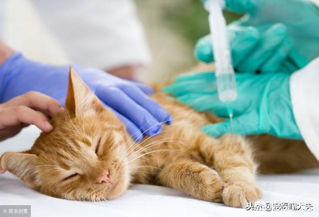 婴儿猫癣初期症状图片:猫藓一直不好怎么办，猫藓可以点白醋吗？