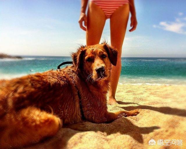 2020金毛犬吧:金毛犬被打死，狗主人养狗7年花了30万，这个算多还是少？