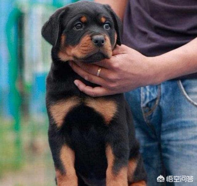 罗维纳犬训练攻略:训犬罗威纳犬教程视频 罗威纳的训练黄金期是什么时候？