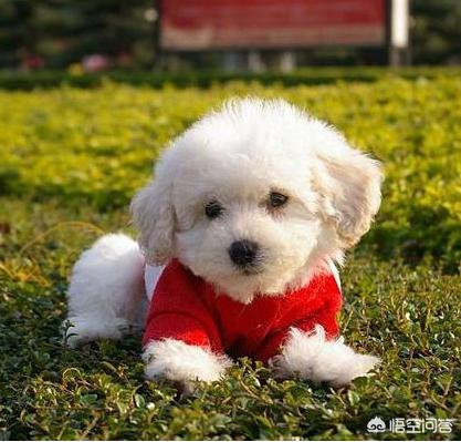 可爱的比熊犬图片:怎么样挑选纯种的比熊犬？