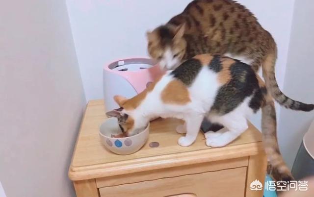 猫咪爱牛奶pc版:捡到一只猫，没有喂养经验，该怎么办？