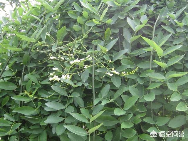 槐树里:农村常见的槐树，为什么大家都喜欢吃它结的“槐花”呢
