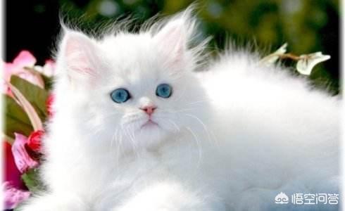 蓝色波斯猫:为什么蓝猫眼睛颜色不同？