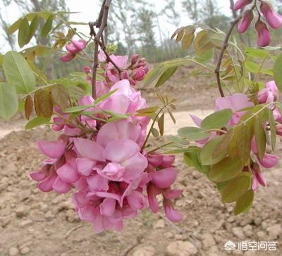 头条问答 紫花槐上能嫁接什么树 的回答 0赞