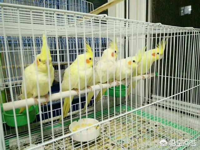 中国养鸟论坛:有哪些鸟我们国家允许饲养？