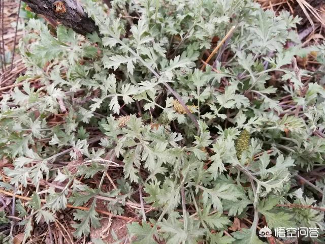 您现在在什么地方居住,春天当地有哪些好吃的野菜？
