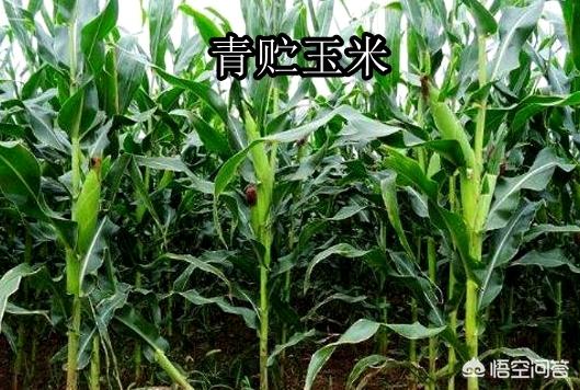 青贮饲料饲养羊注意:请问大家青储牧草养羊怎么样？