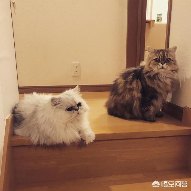 加菲猫猫粮价格:加菲猫猫粮价格 养加菲猫一个月的开销要多少？