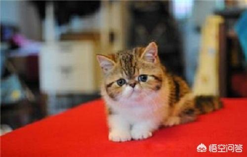 重庆 异短猫:异短感冒正常吗，异短感冒多久好？