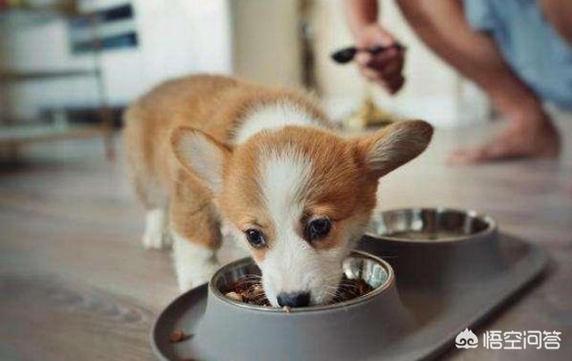 如何分辨真假柯基幼犬:柯基便便什么颜色才是正常的？其它颜色代表什么？