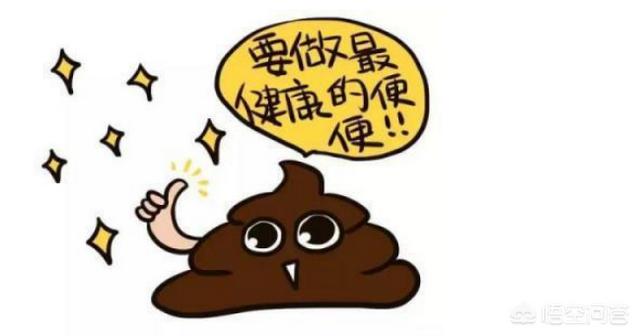 如何分辨真假柯基幼犬:柯基便便什么颜色才是正常的？其它颜色代表什么？