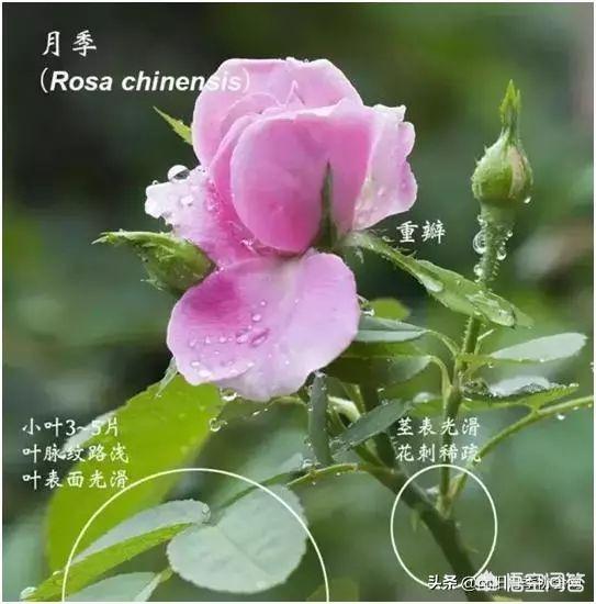 月季花和玫瑰花的区别(蔷薇花和月季花和玫瑰花的区别)