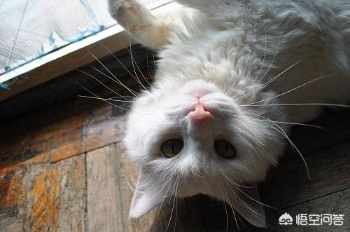 猫耳螨对人有什么症状:猫耳朵脏和耳螨的区别是什么？