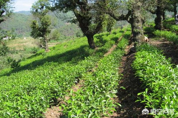 不在高山上就种不出好茶吗，许多地方正在采摘茶叶，问：是山区野茶好还是家里种的茶叶好