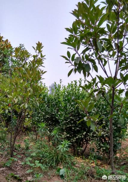 苗圃照片:想回家做苗圃没经验哪里可以学习？