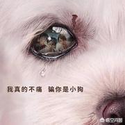 狗咬狗电影:电影《狗眼看人心》有哪些引人深思的细节？