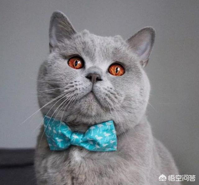 打算入手一只英国短毛猫大概多少钱？