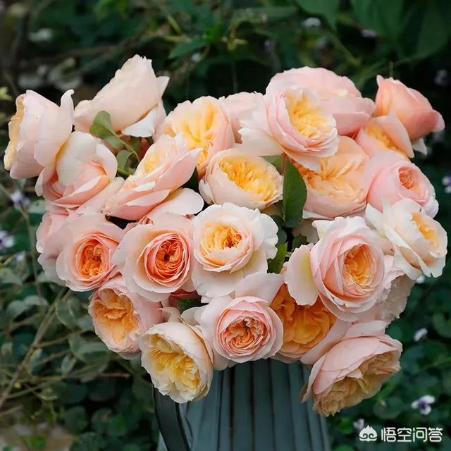 红酒杯微信唯美头像:有哪些花友必备的月季花品种可以推荐下
