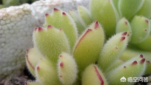 多肉熊童子好养不:为啥我的熊童子每年夏天都会死光呢？