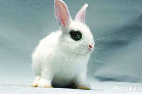 兔子吃什么会拉肚子:兔子为什么不能吃湿菜叶，兔子不能吃带水的菜吗？