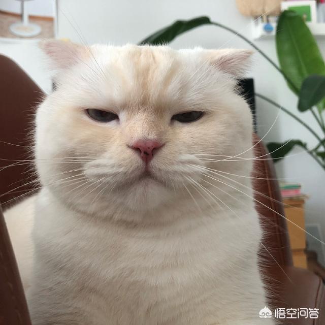 霸道总裁的小猫咪:有哪些搞笑的猫咪表情包？