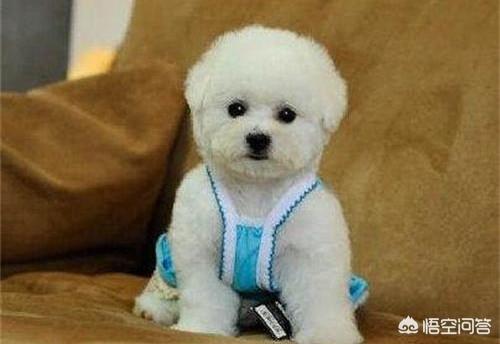 小比熊什么时候换毛:小比熊什么时候换毛 比熊有换毛期吗？比熊掉毛三个月是换毛的表现吗？