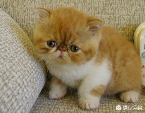 重庆 异短猫:异短感冒会自愈吗，异短在夏天感冒正常吗？