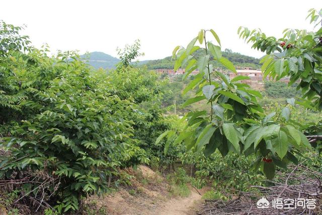 樱桃树下自生根可嫁接吗？