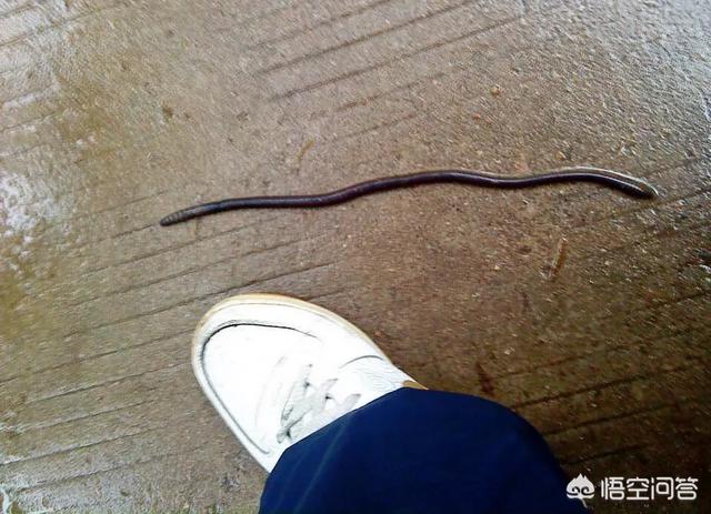 头条问答 - 为什么雨后蚯蚓会爬到路面?好多还等死?(10个回答)