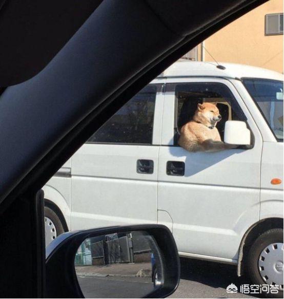 柴犬奇迹物语高清图片:当柴犬进入二次元会变成怎样呢？