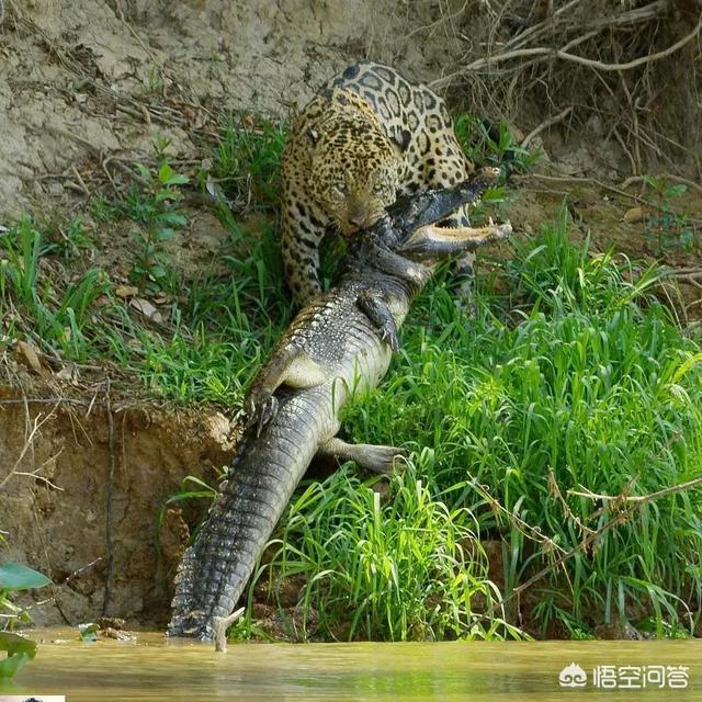 非洲尼罗鳄:美洲虎捕食鳄鱼，真的只是猫吃“鱼”那么简单吗