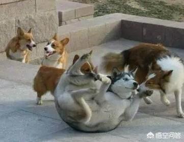 哈士奇图片搞笑:二哈有哪些搞笑的图片表情？