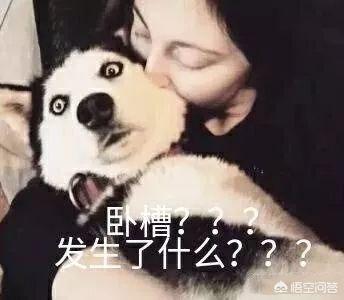 哈士奇图片搞笑:二哈有哪些搞笑的图片表情？