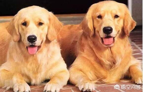 不同阶段金毛犬的饲养注意什么:饲养金毛犬时，那些雷区不能踩？