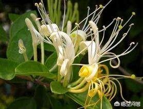 金不换植物爬藤:金不换种植时如何防虫害呢？