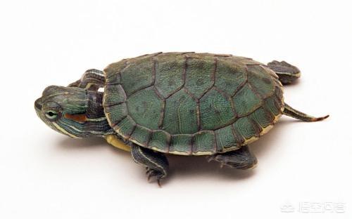 巴西龟白眼病:艾叶可以治好巴西龟的白眼病吗？