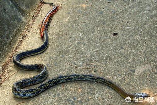在农村常见到蛇和蜈蚣打架难道蜈蚣是蛇的天敌吗