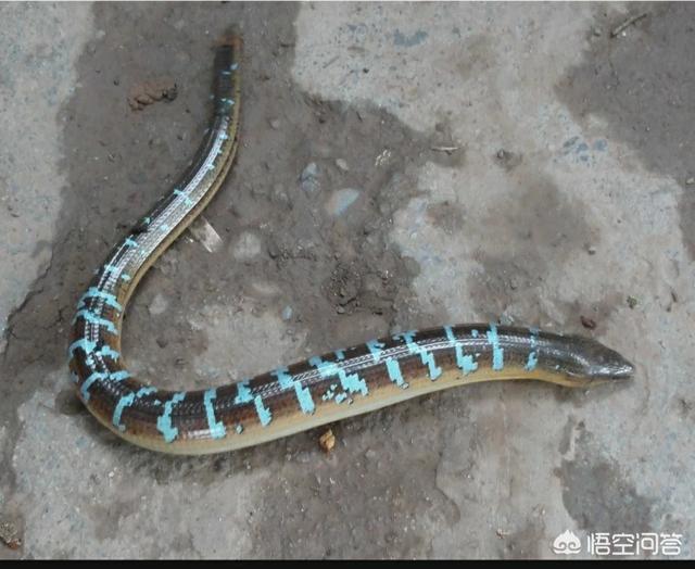 乌梢蛇有毒吗，农村老人说有一种蛇会在庄稼上面飞跑，这是什么蛇，有毒吗