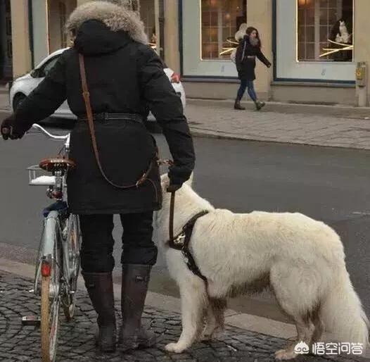 止吠项圈调教视频:一条狗性格好不好主要看哪几个方面？