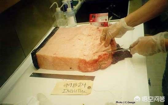 矛齿鲸骨骼:日本人捕杀一头成年蓝鲸可以获得多少利润？