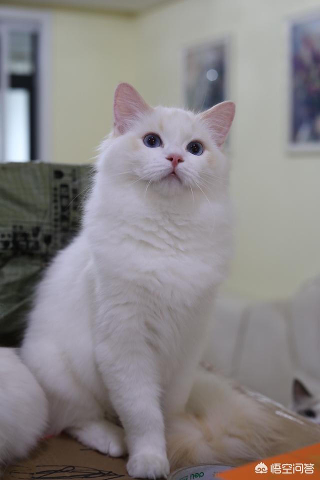 一只布偶猫大约什么价位？