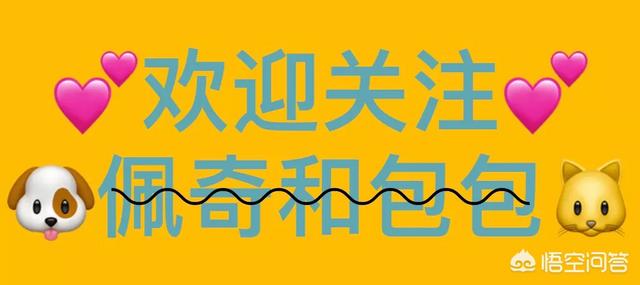 宠物寄语些什么:关于养狗，你想说点什么？